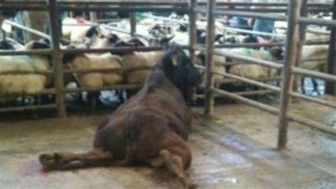 Petition · Irish Government : End inhumane treatment of farm animals in Ireland · Change.org