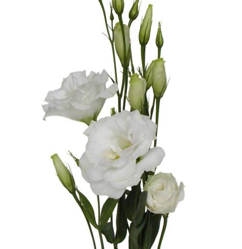 White Lisianthus - Florabundance Wholesale Flowers