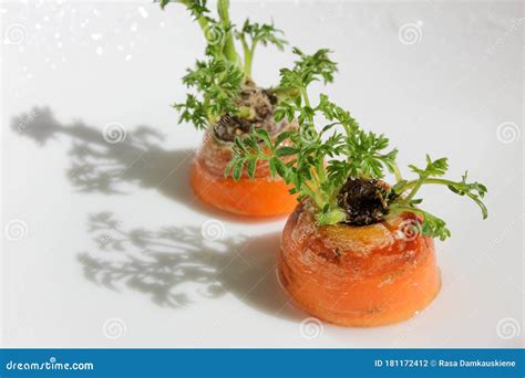 Repeated Propagation of Carrots in a Plate with Water. Stock Photo - Image of nature, color ...