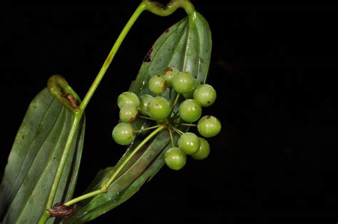 Smilax leucophylla (Smilacaceae) image 49007 at PhytoImages.siu.edu