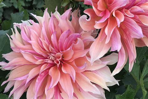 Growing Beautiful Dahlias | Swan Island Dahlias | Swan Dahlias