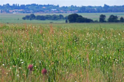 South African Veld Free Stock Photo - Public Domain Pictures