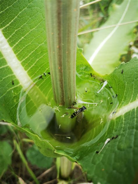 Fly pupae in teasel phytotelma [IMAGE] | EurekAlert! Science News Releases