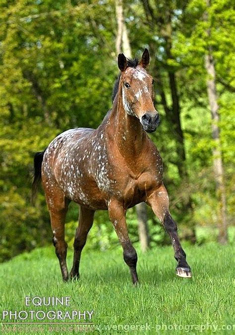 snowflake appaloosa | Horses, Appaloosa horses, Beautiful horses