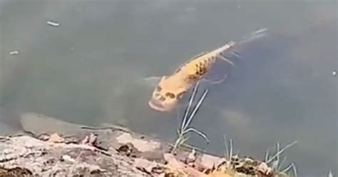 Is This a Carp with a Human Face? | Snopes.com