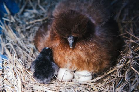 Silkie chicken hatching cracking eggs, broody hen with chicks Stock ...