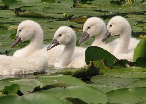 What is a group of swans called