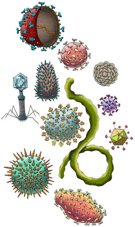 What is the coronavirus? Virus science explained - Caltech Science Exchange