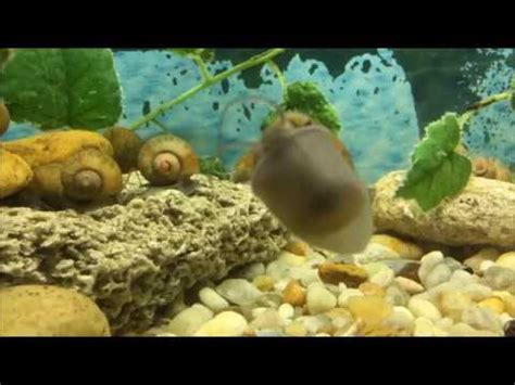 Snail Eggs Hatching Update 12-4-2018 - YouTube