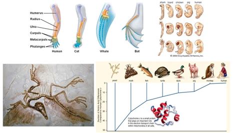 The evidence for evolution - online presentation