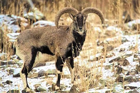 Himalayan Blue Sheep Hunt - Quality Hunts