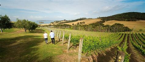 Auckland wineries