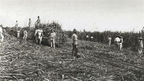 Federal Parliament recognises mistreatment of South Sea Islander workers - ABC News