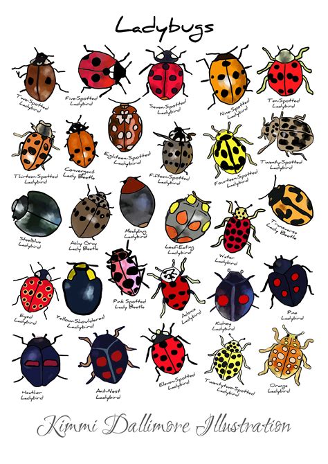 Ladybird Illustration Art Print, Ladybug Types Wall Chart, Bug Varieties Art Print, Insect Wall ...