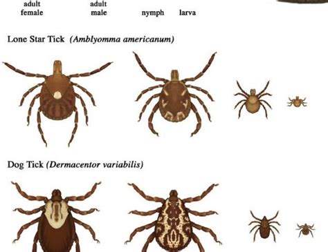 Attacking Tick-Borne Diseases - Premier Medical Group