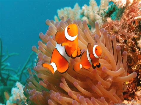 Clownfish Backgrounds - Wallpaper Cave