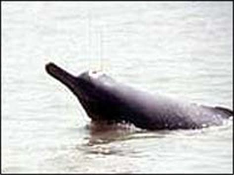 Another Chance To See: Susu, the Ganges River Dolphin