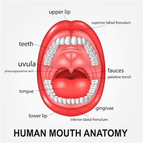 Anatomy Of The Human Mouth Illustration Stock Vector Image Art Alamy | The Best Porn Website