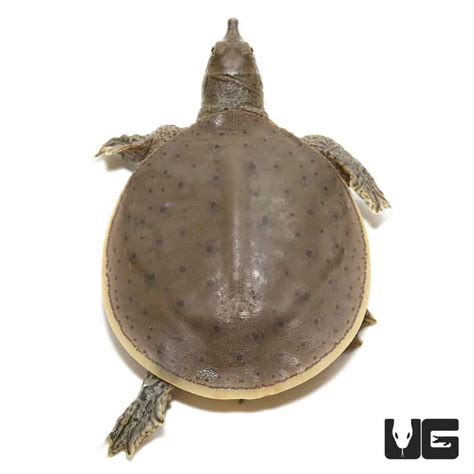 Baby Spiny Softshell Turtles (Apalone spinifera) For Sale - Underground Reptiles