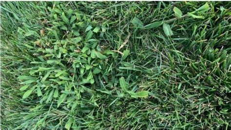 Kill Crabgrass in St Augustine: The Simplest Way - Gardenic Home