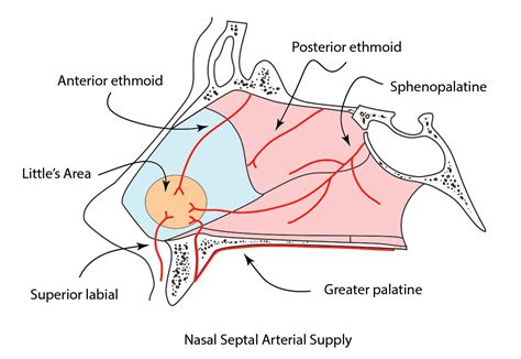 dentrodabiblia: ent anatomy