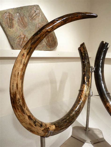 LARGEST MAMMOTH TUSK PAIR WOOLLY WOOLY MAMMOTH TUSKS