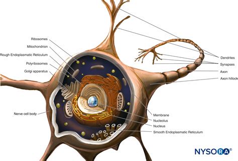 Histology of peripheral nerves and light microscopy - NYSORA e-Learning System