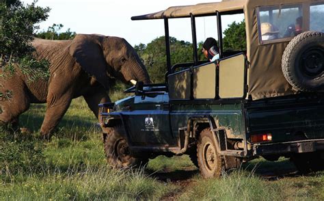 Eastern Cape Safari – 3 Days – African Travel Desk