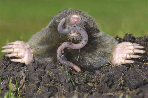 What Do Moles Eat: Irresistible Foods to Catch the Threat