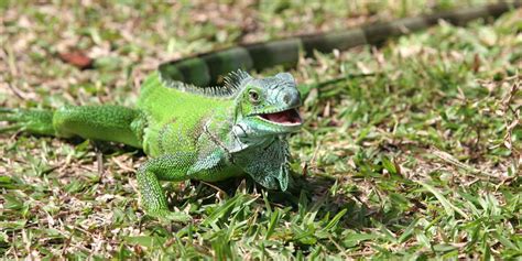 Iguana Pest Control: 10 Need to Know Facts About Iguanas