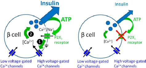 Proposed model for the positive autocrine feedback loop mediated by ATP ...