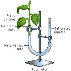 Biology - It Grows on You. : Plant Transpiration Activity, Lab, and Questions