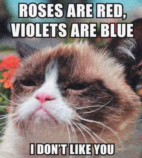 Grumpy Cat Roses are Red | Funny grumpy cat memes, Cat jokes, Grumpy cat humor