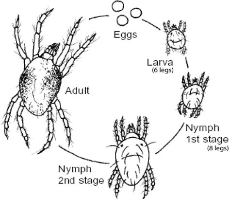 Figure 1.3 from Two spott ed spider mite (Tetranychus urticae) selection to Arabidopsis thaliana ...