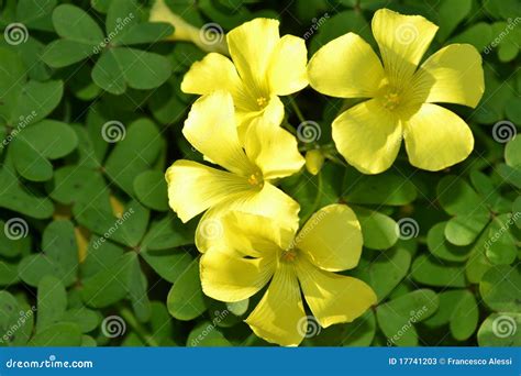 Yellow clover flowers stock image. Image of bloom, grass - 17741203