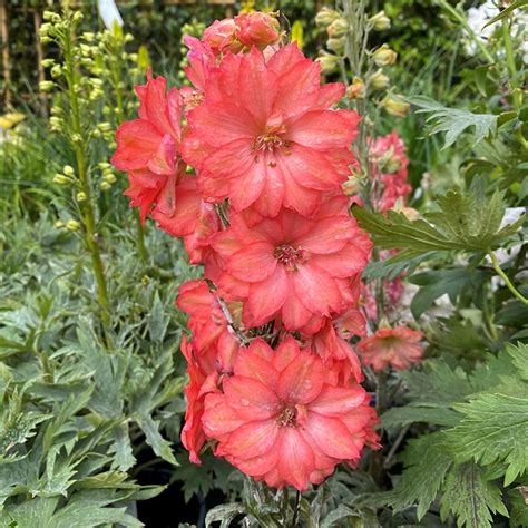 Delphinium Red Lark - Knights Garden Centres