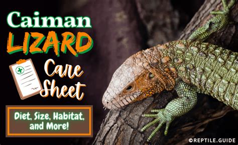 Caiman Lizard Care Sheet: Diet, Enclosure, Habitat & More