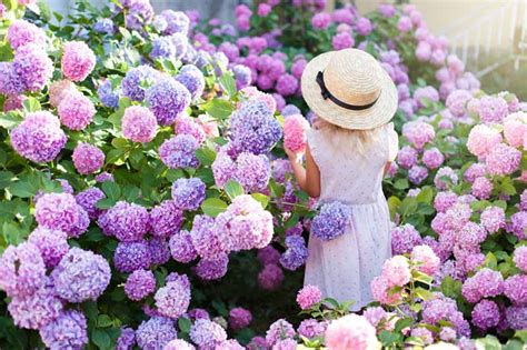 How To Grow Hydrangeas In Pots For Stunning Blooms - church-of-suicide