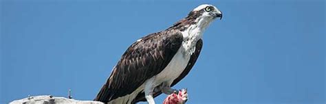 Osprey