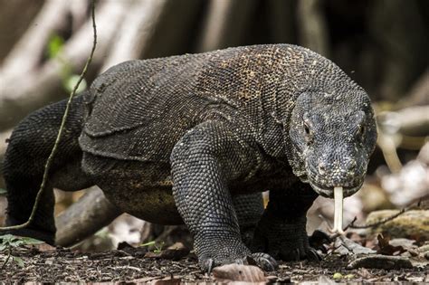 From pocket lizards to mighty dragons: evolution of growth patterns in monitor lizards | Ecology ...