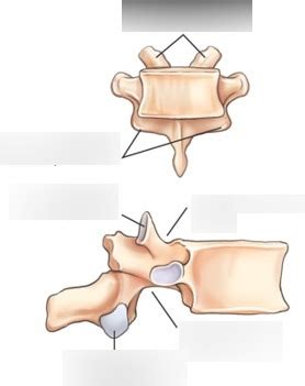 Articular processes Diagram | Quizlet