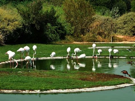 World Wildlife Day in UAE: 11 unusual animal encounters in Dubai, Abu ...