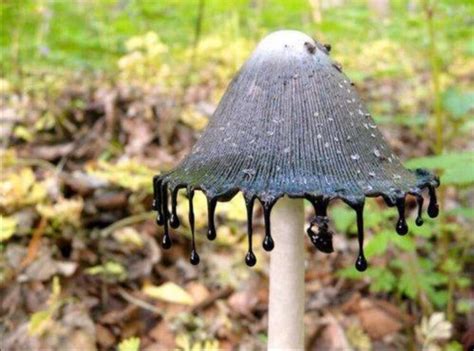 Fun fact about the inky cap mushroom: They Are perfectly edible but become poisonous if consumed ...