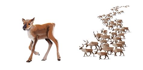 What's The Difference: Reindeer Caribou National Park Service) | atelier-yuwa.ciao.jp