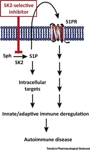 Sphingosine Kinase 2 in Autoimmune/Inflammatory Disease and the ...