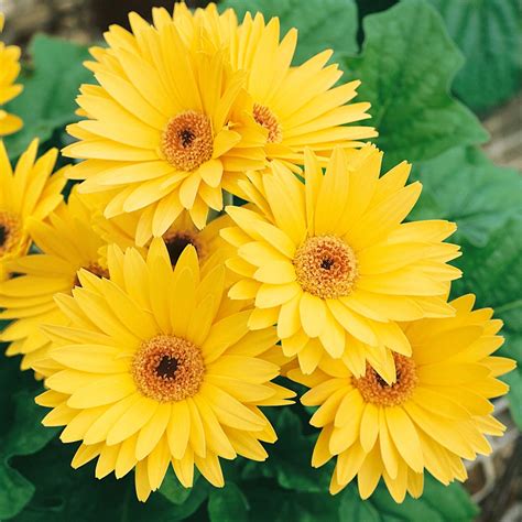 Gerbera Seed - Gerbera Daisy Yellow Flower Seeds