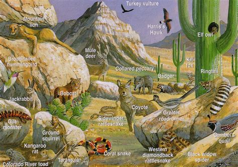 Desert Ecosystem Animals And Plants