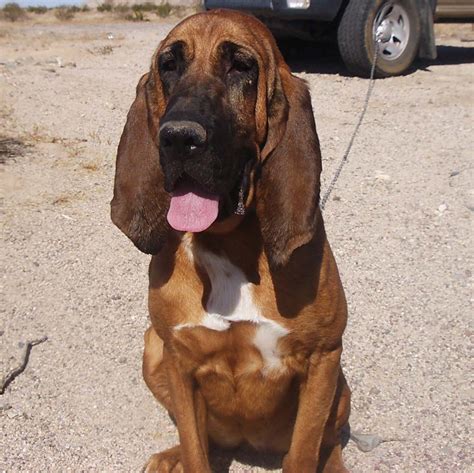 Bloodhound Puppies Dog Wallpaper Picture - Cute and Funny Pet Wallpaper