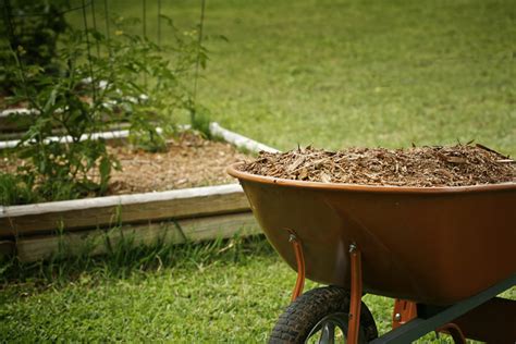 7 tips for growing healthy summer squash plants