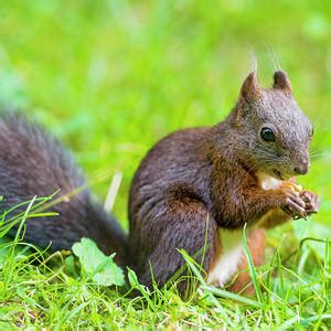 Red Squirrel Eating Nuts Photograph by Blackcatphotos - Pixels